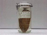 藏品(格條鰨)的圖片